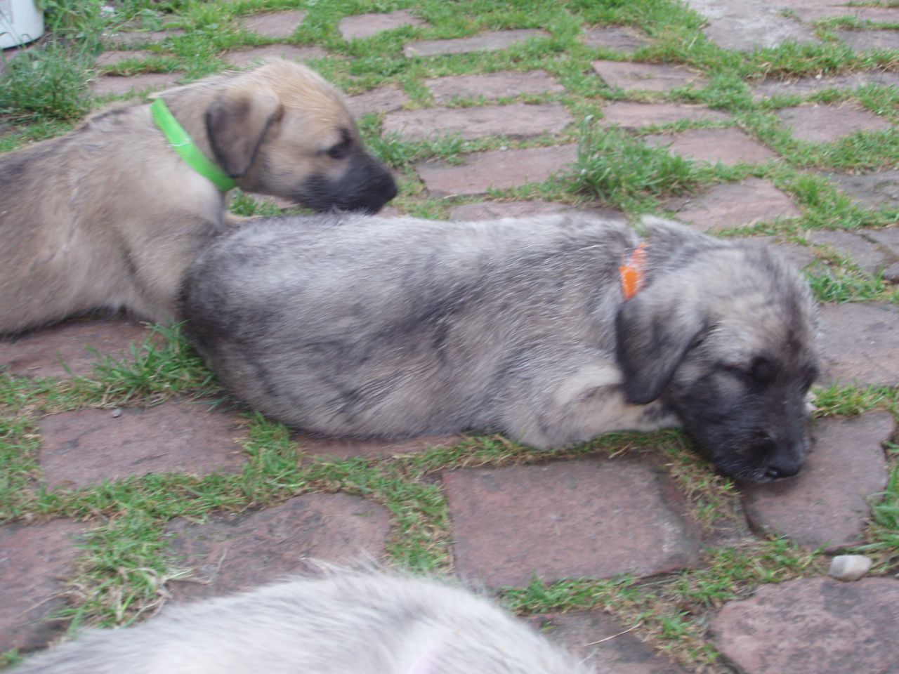 Dixi , Diamond