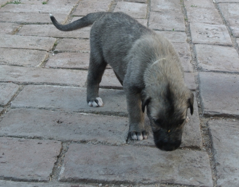 průzkum