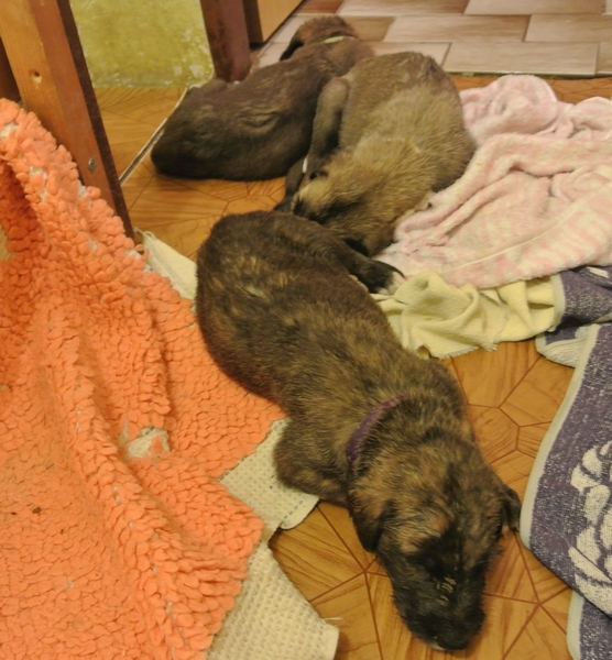 siesta