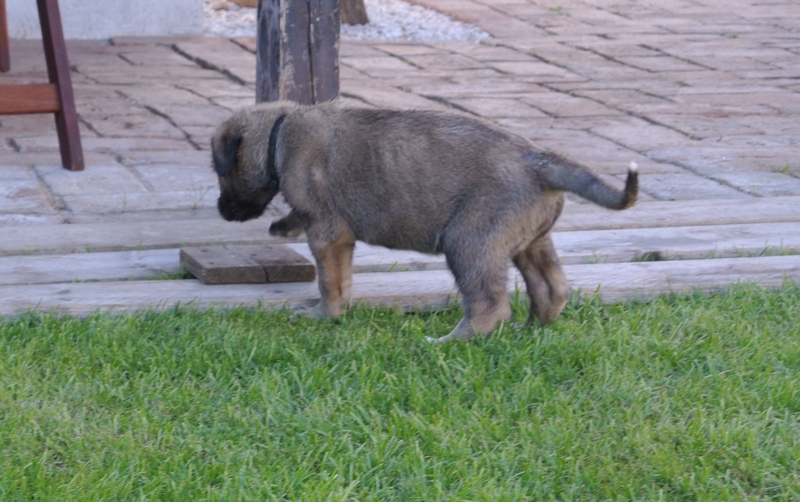 Esche