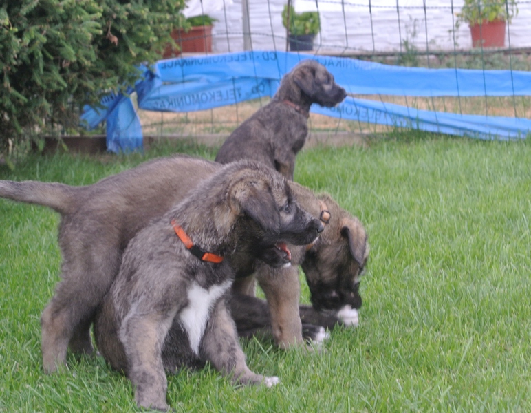 Enya, Eyscha, Essex