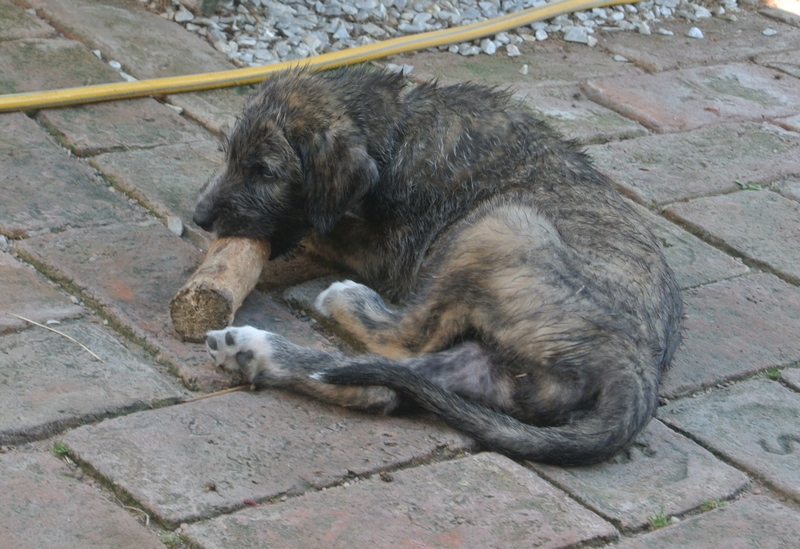 to se to kouše