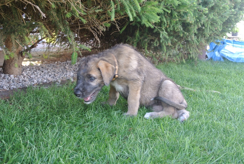 Essex se rozhoduje