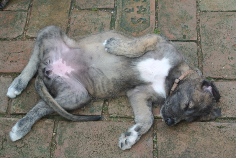 siesta